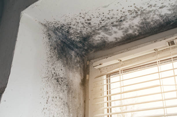 Affordable Basement Mold Remediation solutions in Franklin, GA