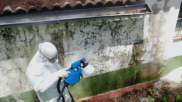Top rated local Basement Mold Remediation specialists in Franklin, GA